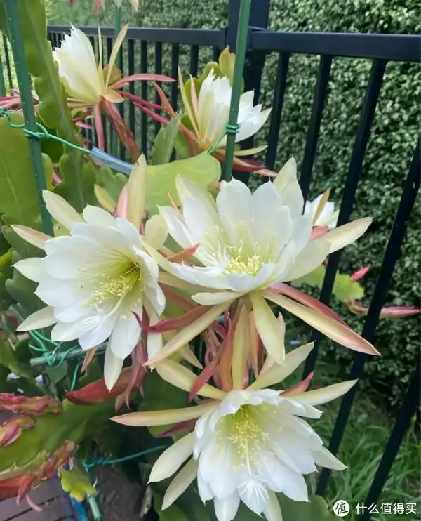 花的种植（花的种植方法和过程视频讲解）