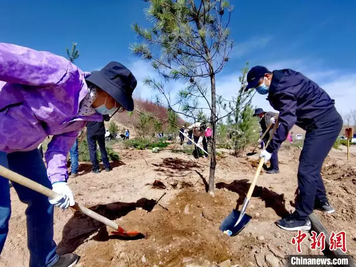 西北苗木网（西北苗木信息网）