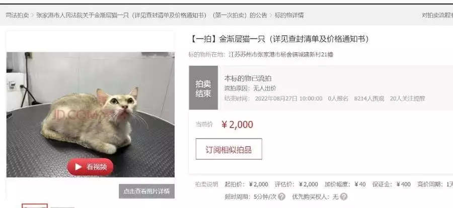 新闻早餐丨江苏一男子欠钱不还，12只宠物猫被拍卖抵债1996年，17岁章子怡穿着白色肚兜的照片，脸上带着少女的娇憨