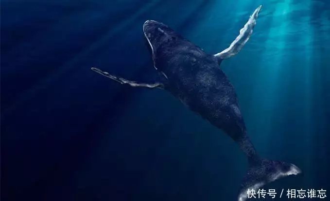 世间最大的生物_世间最大的生物_世间最大的生物