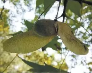 植物传播种子的资料（植物传播种子的知识植物的样子你明白了什么道理） 第5张