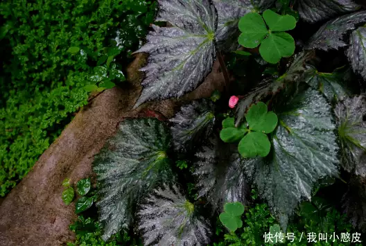 夏天的花（夏天开的花介绍）