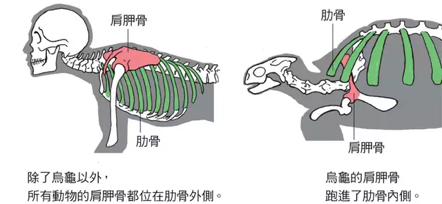 全程干货（小乌龟怎么养）小乌龟怎么样养 第4张