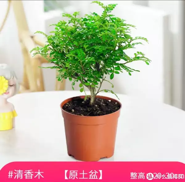 听说胡椒木能够防蚊子？看看我买的胡椒木的买家秀和卖家秀，被坑了吗？26张晚清老照片，名妓果然是名妓，就算是放在今天那也是妥妥美女插图