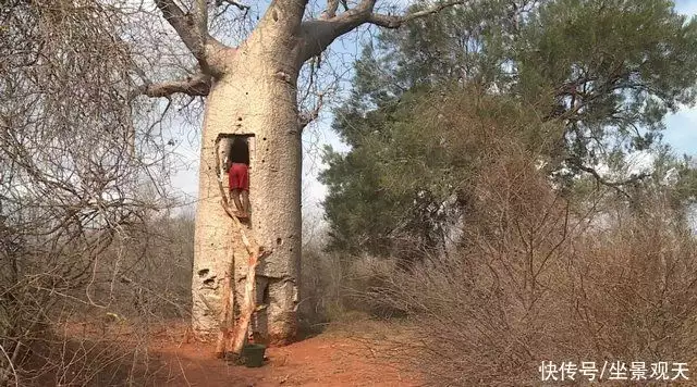 面包树（面包树是猴面包树吗） 第4张