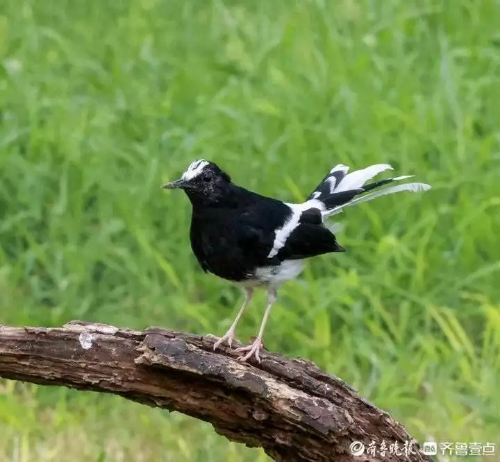 鸟类知识科普|白冠燕尾回顾：四川发现3米高的“狯狫”，直立行走爱吃猪油，一跃翻过5米深沟插图2