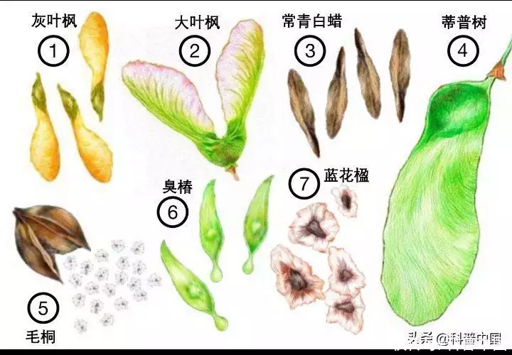 什么植物是靠风的力量传播种子（草籽喷播多少钱一平方） 第3张