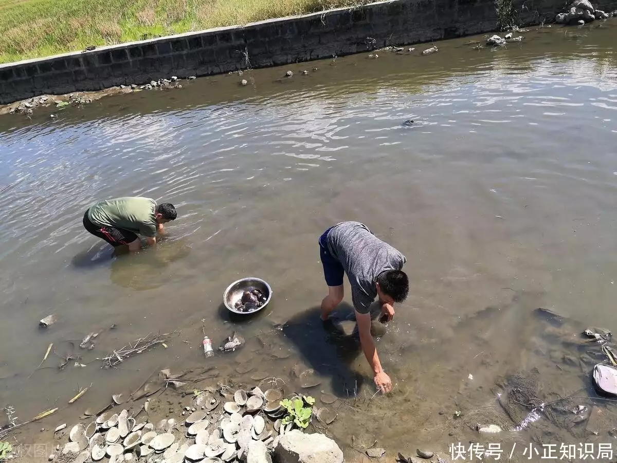 河蚌怎么吃（河蚌的正确处理方法） 第5张