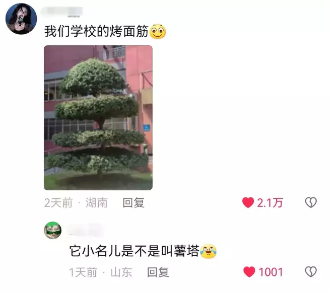 笑树（笑树的笑声视频） 第5张