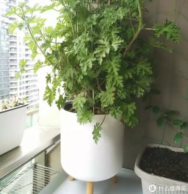 花蚊子（花蚊子咬的包图片） 第5张