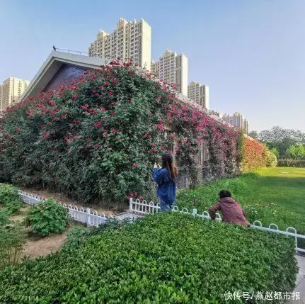 花的种植（栀子花的种植和养殖方法视频） 第1张