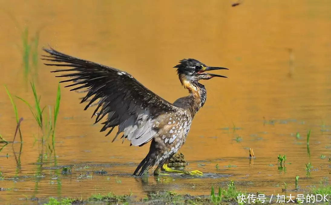 世界上最小的鸟（世界上最小的鸟是什么鸟?体重多少?） 第19张