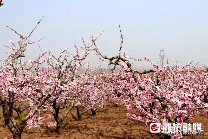 走天路 | 东起点于家洼村：“桃海”花香引客来成龙大哥的退休生活有多爽？各种豪车随便开，名下还有不少的存款