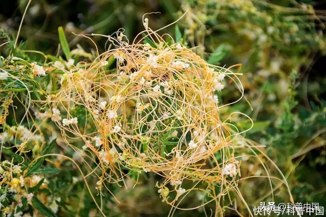 食人花真的会吃人吗（食人花图片 真实照片） 第7张