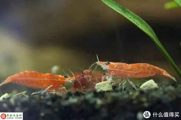 樱花虾（樱花虾抱卵之后怎么养） 第11张