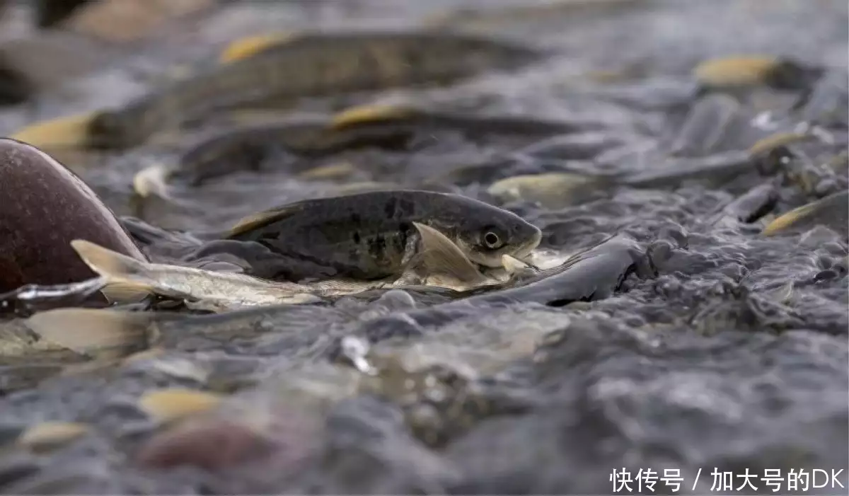 青海湟鱼的做法（湟鱼好吃吗?） 第18张