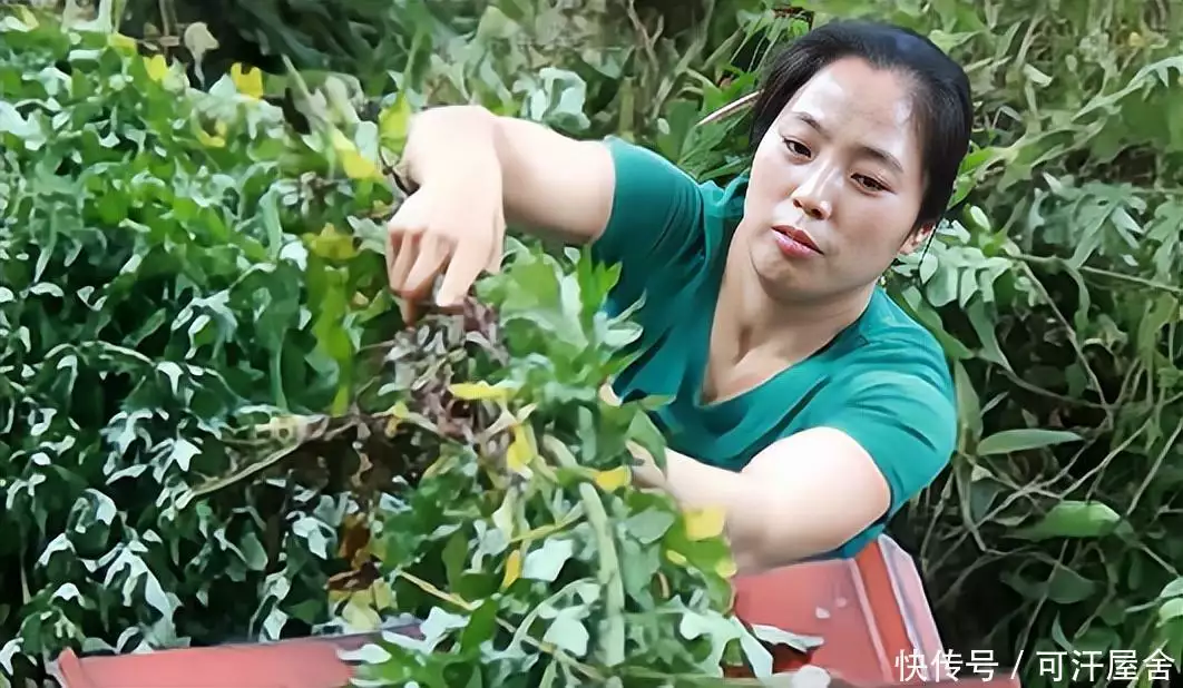 奔走相告（女子骗奶奶说怀孕了）奶奶骗孩子妈妈在土里睡着了 第3张