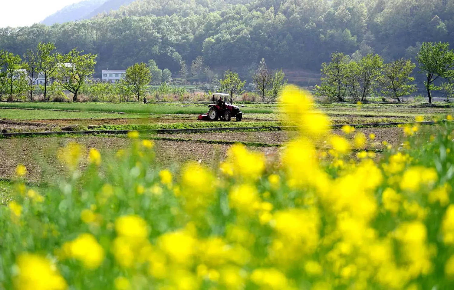 石家庄苗木（石家庄树苗批发基地） 第15张