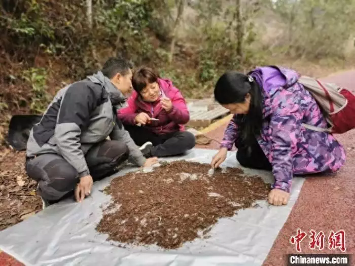 广东丹霞山发现蜘蛛新物种“丹霞大斑蛛”