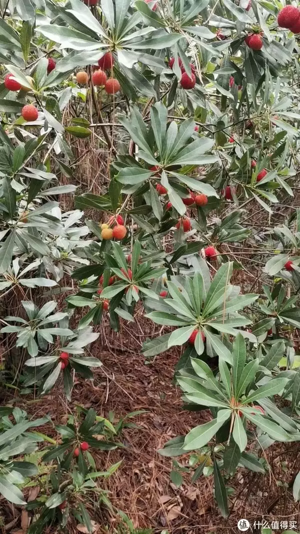 烧酒杨梅（杨梅烧酒杨梅要洗吗） 第3张