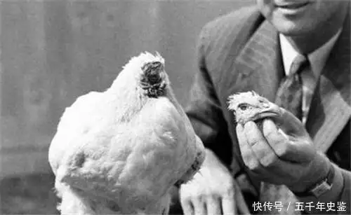史上最顽强镰叶鸡，Illiers18个月，让主人大赚一笔，最后怎样了卡罗尔妻子赴时尚舞会，白西服露小蛮腰！身材最高分，混美国上流社会圈(图6)