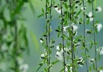 <p>晚唐诗人吴融有一首咏杨花的诗,“不斗稼花不占红,自飞晴野雪蒙蒙。百花长恨风吹落,惟有杨花独爱风”,歌颂杨花虽不及桃李那样繁茂和红艳,但它独异群花,自占一分春光。如果和韩愈这首诗对照起来看,韩诗把晚春的景色刻画得更为传神,它通过对花的轻轻点写,传递出诗人内心对晚春景物的独特感受。</p>