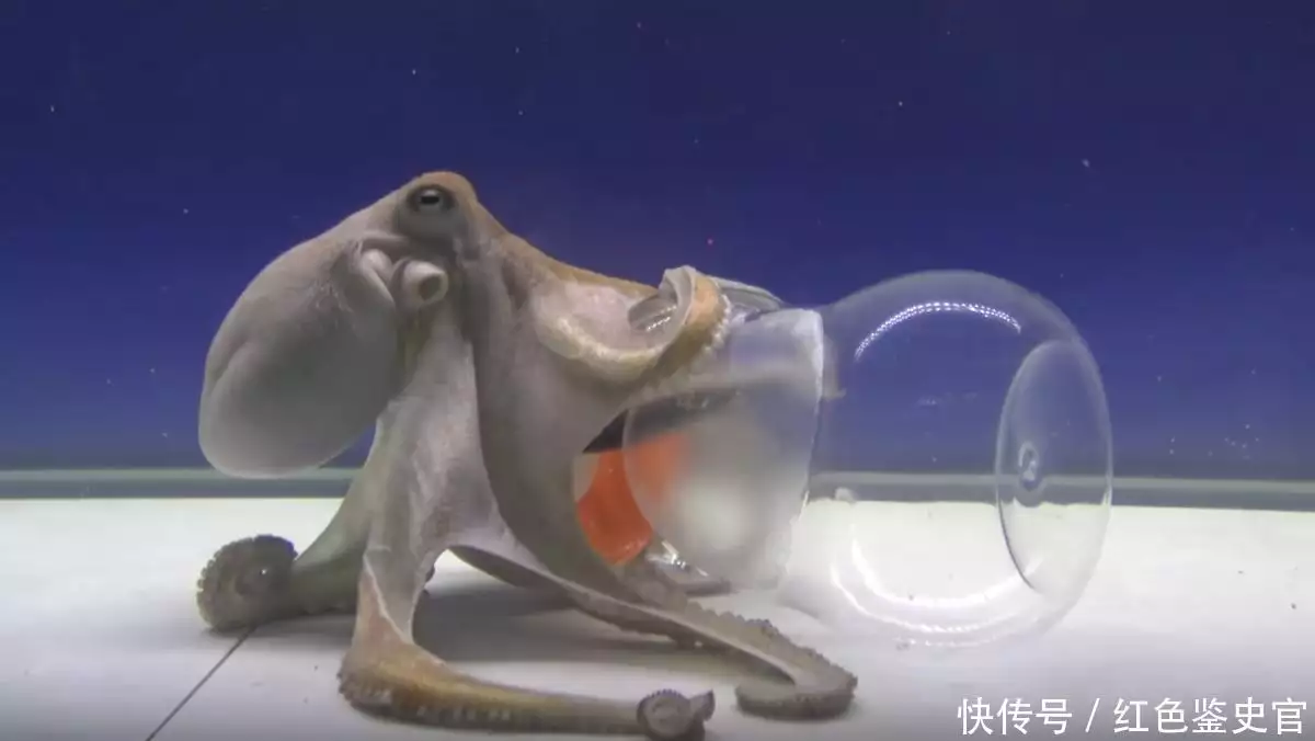章鱼9个大脑能编辑基因，智商高到无法理解，为啥没发展出文明？（章鱼有三个大脑吗）