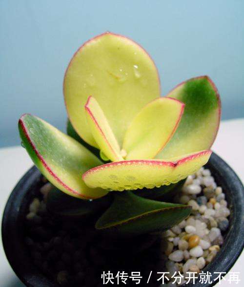 花月锦俗称黄金花月,花月锦是花月的斑锦变异品种