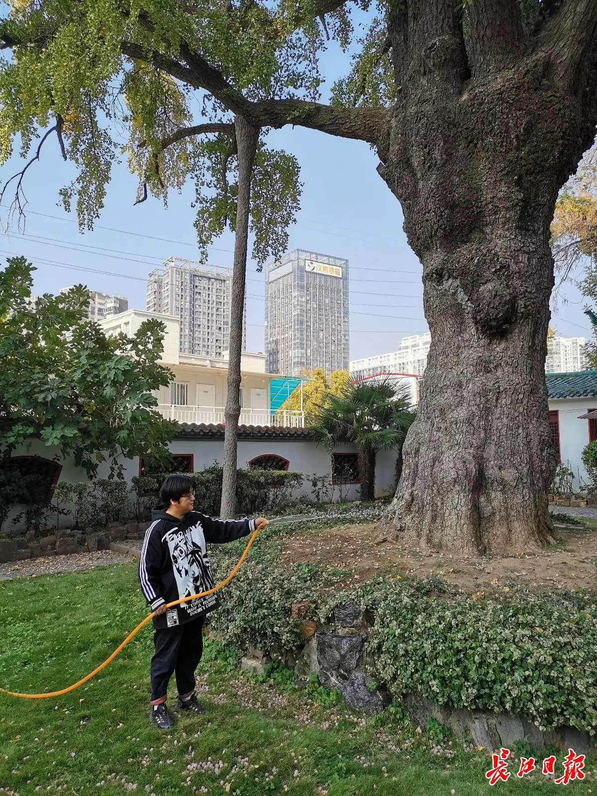 晴川历历汉阳树的意思（汉阳树是什么典故） 第2张