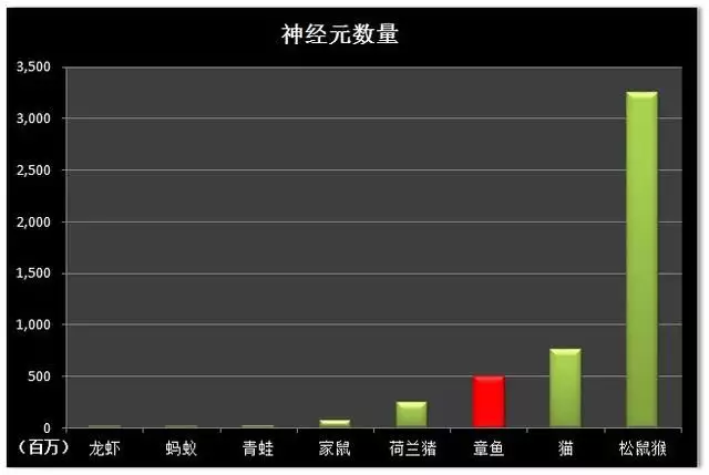 拥有9个大脑能编辑基因？章鱼智商高到离谱，为何没发展出文明？