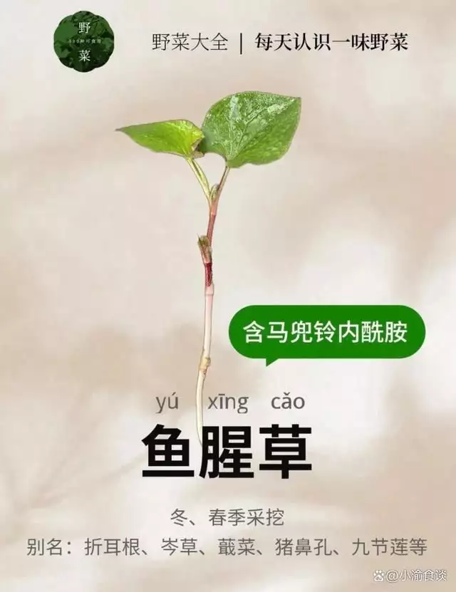 鱼腥草的吃法（宫颈病变的3个征兆） 第2张