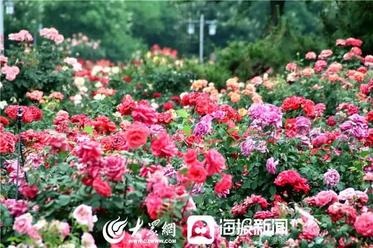 莱州月季花（莱州月季花节是5月25号还是五月二十五） 第3张