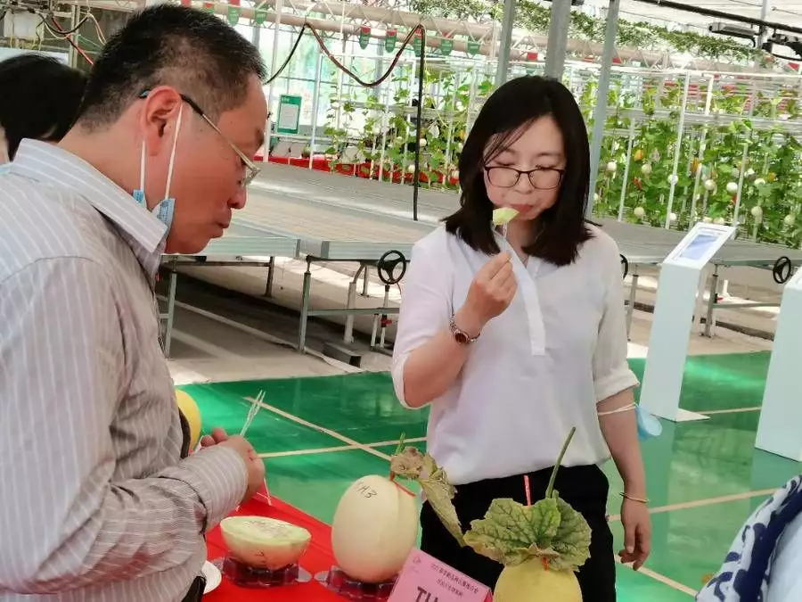 植物资源非遗申请（非遗植物染色） 第4张