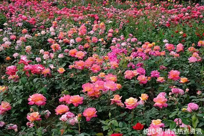 太疯狂了（北京花乡花海园艺中心）北京花乡花卉创意园，北京花乡公园300余亩、50万株月季花海邀市民体验“花漾浪漫”张莉算不算红楼梦第一美人？看她和邓婕、陈晓旭的合照就知道了，口述换，