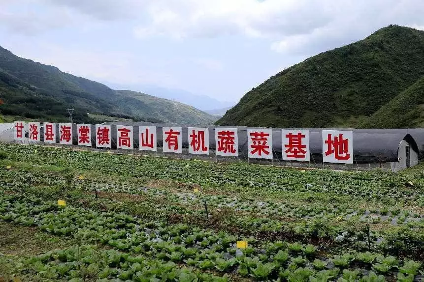 四川绵竹对口帮扶凉山甘洛部分村民实现3万元增收