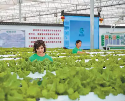 种子图片（种子发芽图文并茂）