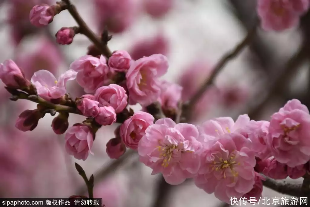 花的资料（花钟的资料有哪些,三年级下册） 第1张