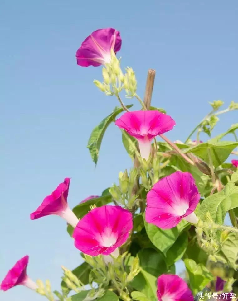 蓼子花（蓼子花什么时候开花）