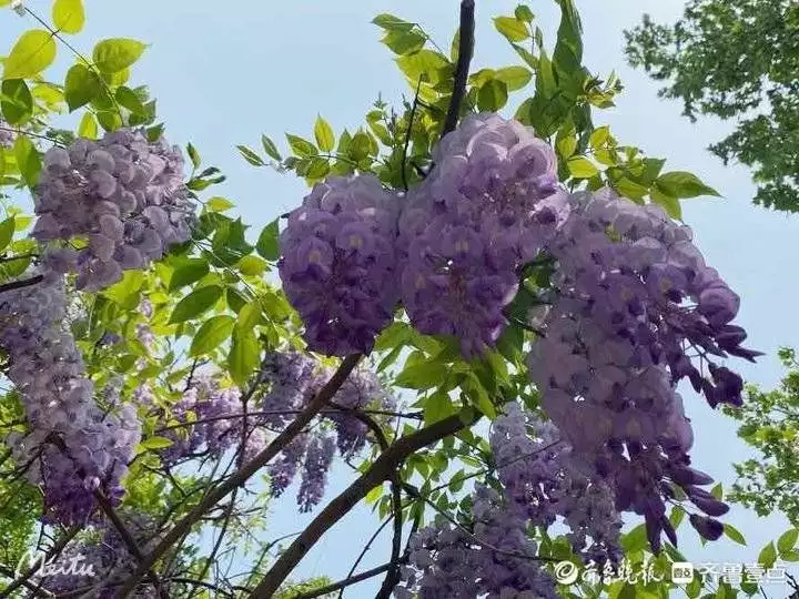 紫藤花（紫藤花英语歌） 第6张