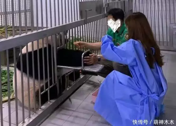 熊猫福宝韩国饲养员装哭惹群嘲,两个摄像师跟拍特写,比韩剧还假攻破50年导弹难题,山东女子造出天眼导弹,一己之力助中国崛起 熊猫福宝韩国饲养员装哭惹群嘲,两个摄像师跟拍特写,比韩剧还假攻破50年导弹难题,山东女子造出天眼导弹,一己之力助中国崛起