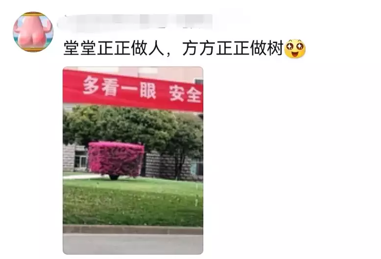 笑树（笑树的笑声视频） 第3张