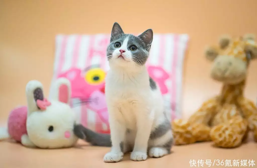 我是猫咪小淘气，面对世界很好奇｜萌宠”