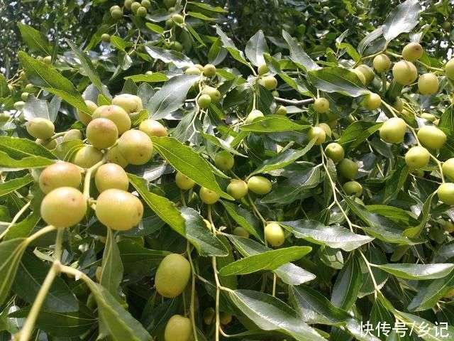 农民老人说枣树“疯了”，是什么意思?应该如何防治?_【快资讯】