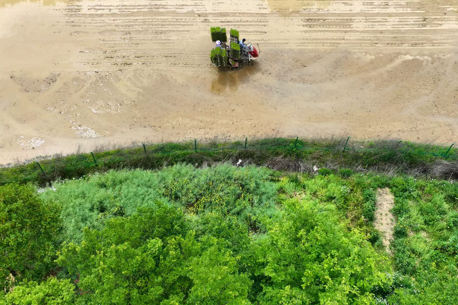 石家庄苗木（石家庄苗圃基地联系电话） 第8张