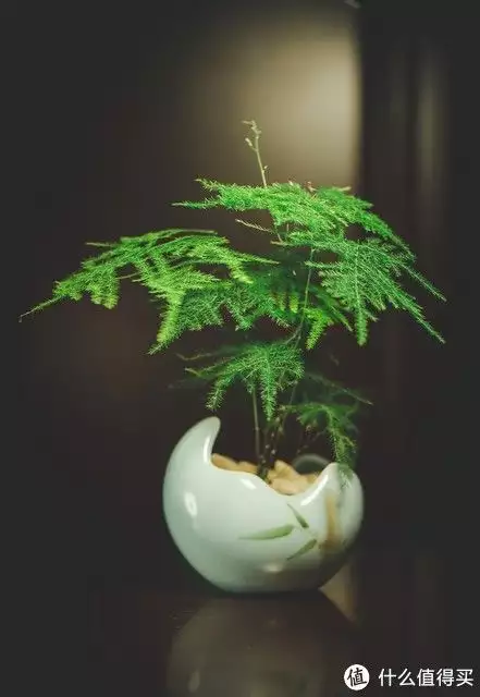 摆花（摆花造型图片） 第11张