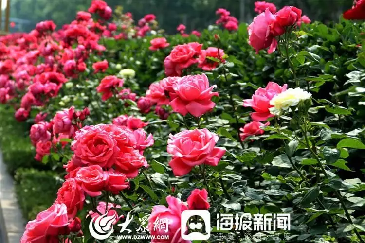 莱州月季花（莱州月季批发市场在哪里） 第5张