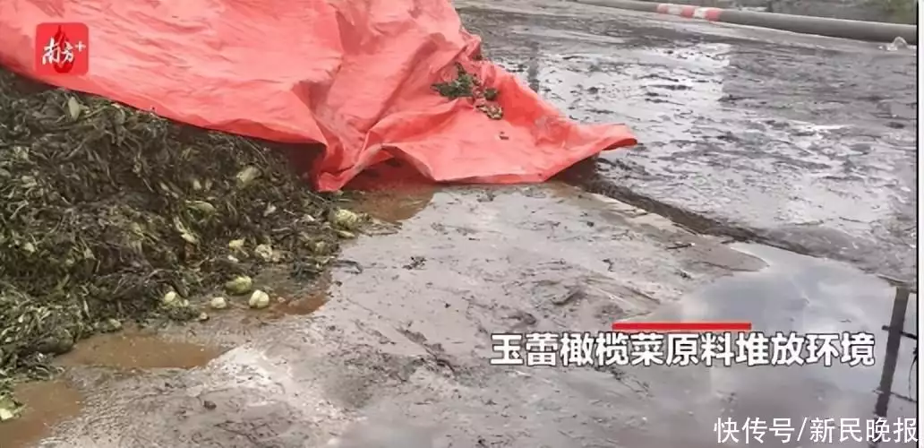 新鲜出炉(橄榄菜原产地是哪里)橄榄菜原材料2023已更新 第3张