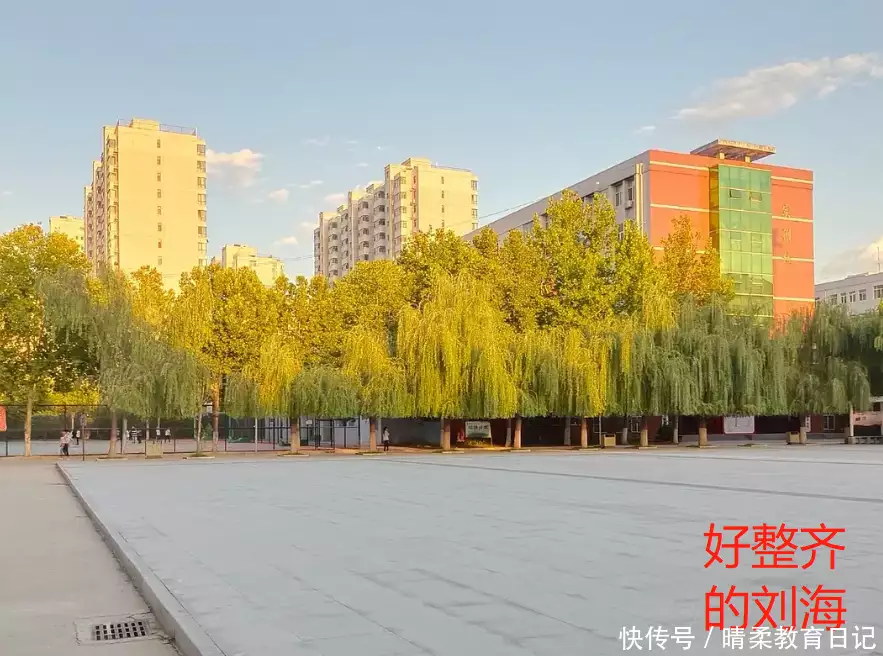 笑树（笑树的特点是什么） 第1张