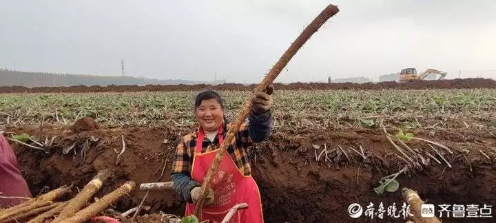 牛蒡怎么吃（牛蒡怎么吃法最好） 第3张