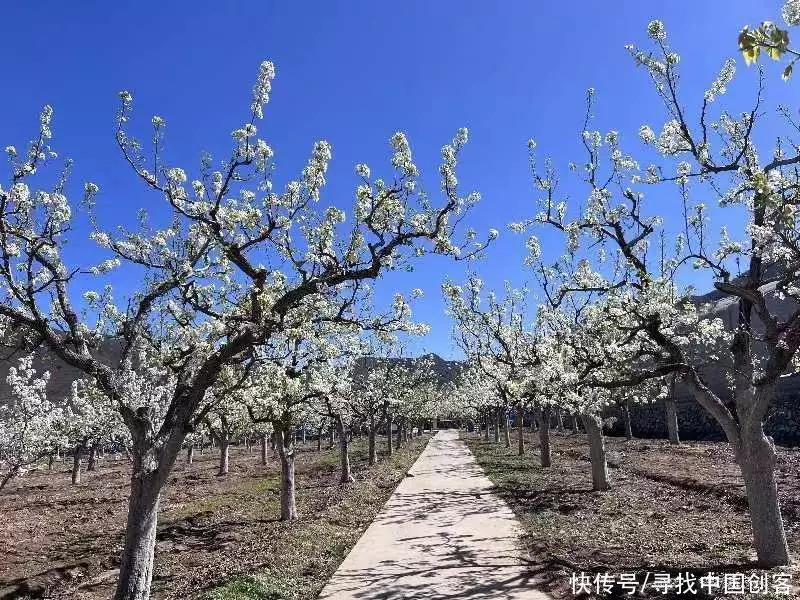 京白梨（京白梨是软的吗）